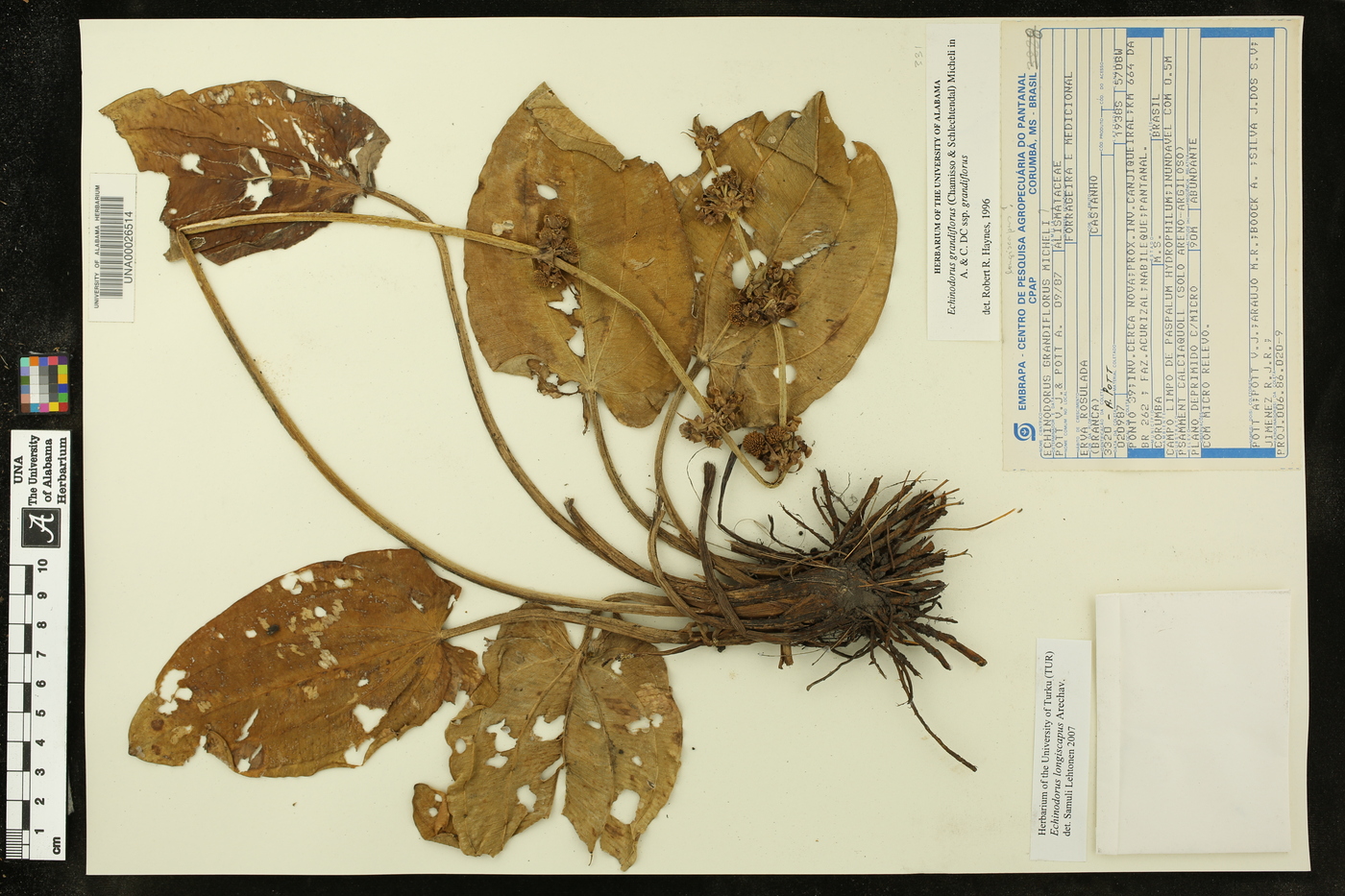 Echinodorus longiscapus image