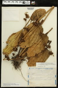 Echinodorus grandiflorus image