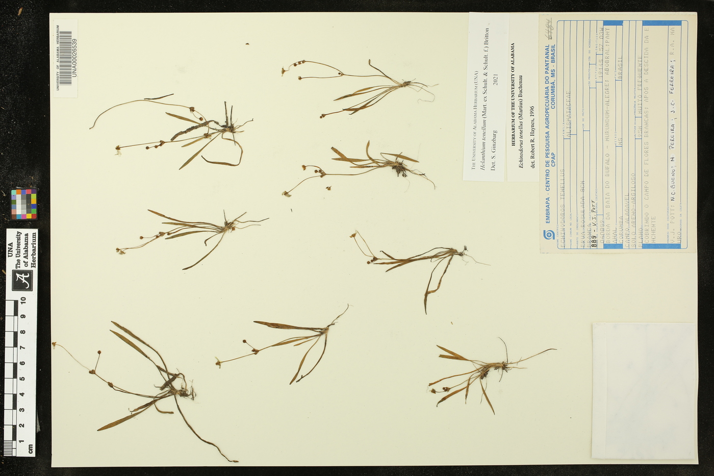 Helanthium tenellum image