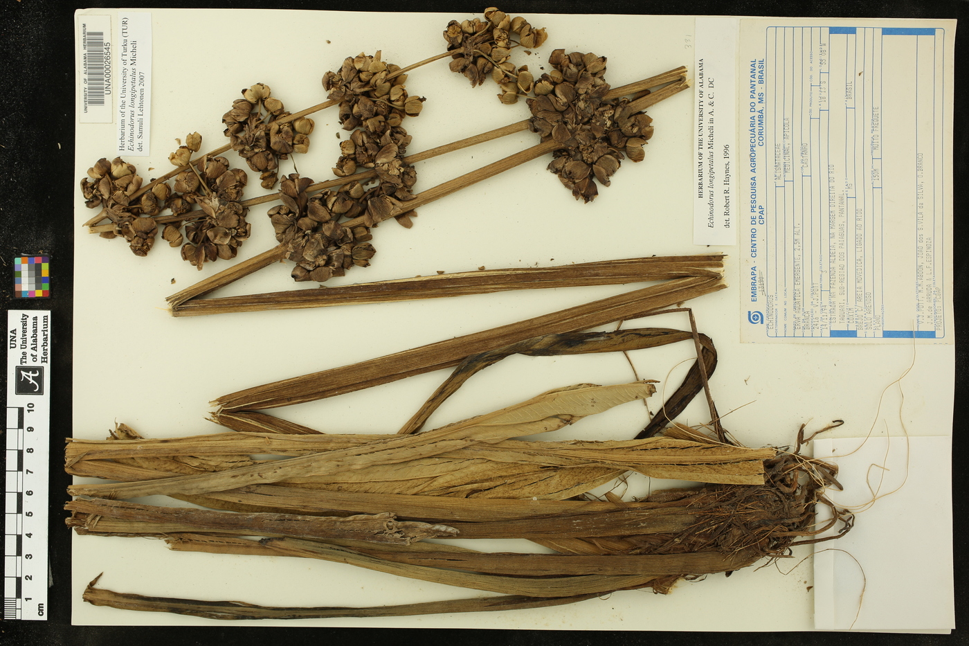 Echinodorus longipetalus image