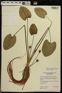 Echinodorus cordifolius image