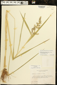 Echinochloa muricata var. microstachya image