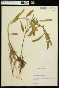 Hydrolea uniflora image