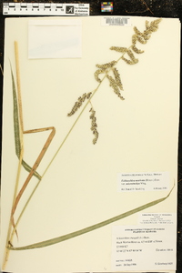 Echinochloa muricata var. microstachya image