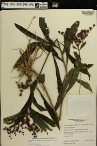 Vernonia gigantea subsp. gigantea image