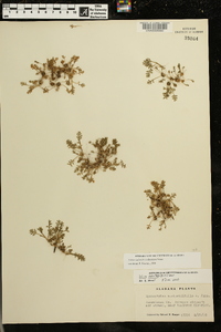 Soliva stolonifera image