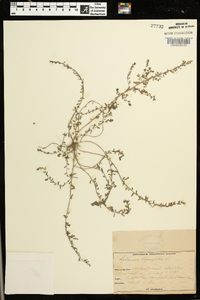 Image of Lythrum thymifolia