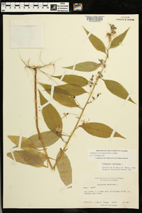 Campanulastrum americanum image