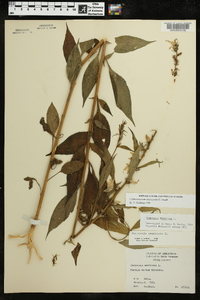 Campanulastrum americanum image