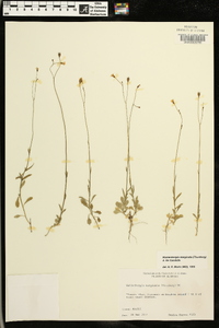 Wahlenbergia marginata image