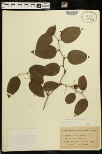 Smilax bona-nox image