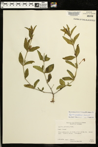 Ruellia pinetorum image