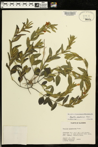 Ruellia pinetorum image