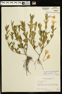 Ruellia pinetorum image