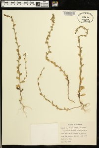 Triodanis perfoliata var. biflora image