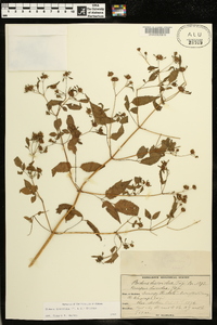 Bidens discoidea image