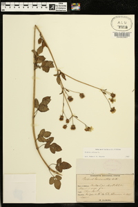 Bidens pilosa image