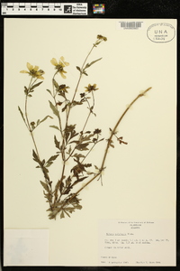 Bidens polylepis image