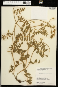 Tephrosia spicata image