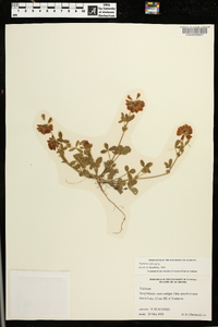 Trifolium reflexum image