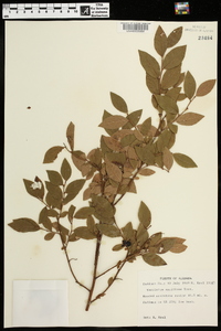 Vaccinium vacillans image