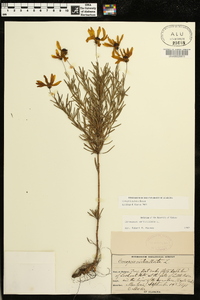 Coreopsis pulchra image