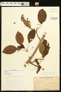 Schisandra glabra image