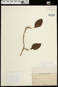 Schisandra glabra image