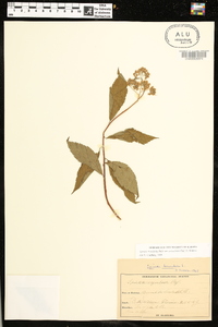 Spiraea betulifolia var. corymbosa image