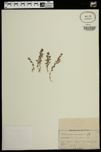 Lysimachia minima image