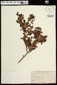 Vaccinium tenellum image