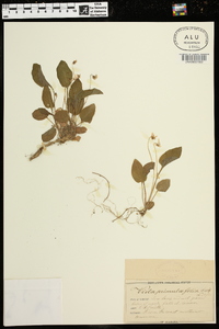 Viola primulifolia image