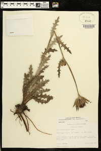 Cirsium horridulum image