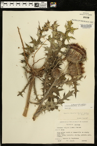 Cirsium horridulum var. horridulum image