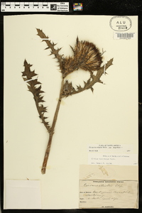 Cirsium horridulum image