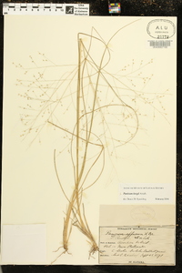 Panicum bergii image