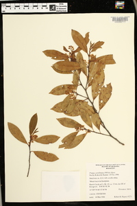 Prunus caroliniana image