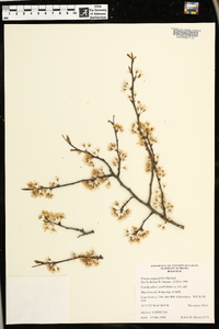 Prunus angustifolia image