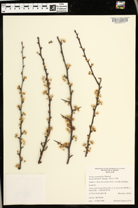 Prunus angustifolia image