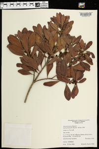 Myrica inodora image