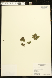 Salvinia minima image