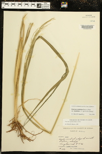 Coleataenia rigidula subsp. rigidula image