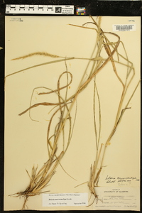 Setaria macrostachya image