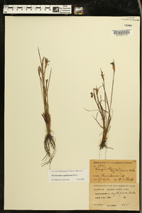 Sisyrinchium sagittiferum image