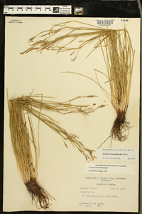 Sisyrinchium atlanticum image