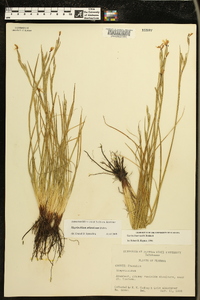 Sisyrinchium atlanticum image