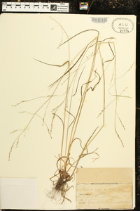 Festuca nutans image