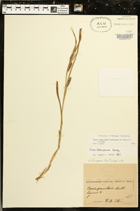 Carex glaucodea image