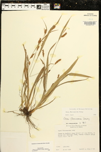 Carex flaccosperma image