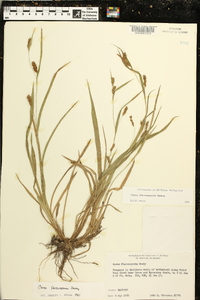 Carex flaccosperma image